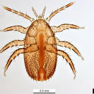 thumbnail for publication: Tropilaelaps mite Tropilaelaps spp. Delfinado & Baker (Arachnida: Mesostigmata: Laelapidae)